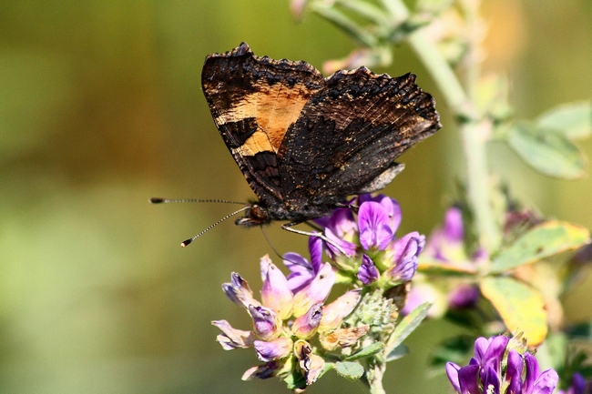 La mia prima Aglais urticae